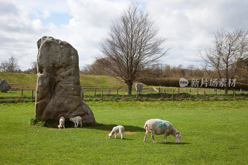 埃夫伯里，英国，Vulva with Sheep